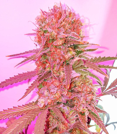 Northern Lights fem (Herbies Seeds) семена конопли