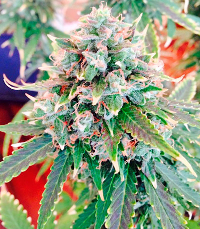 Northern Light X Big Bud fem (World of Seeds) семена конопли