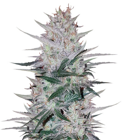 Peyote Cookies fem (Barney's Farm) семена конопли