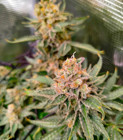 Papaya Frosting fem семена конопли