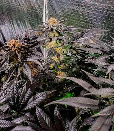 Punchberry Cookies RBX fem (Ethos Genetics) семена конопли