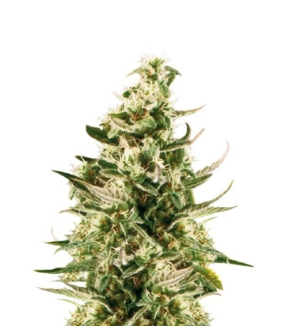 Royal Critical Automatic fem (Royal Queen Seeds) семена конопли