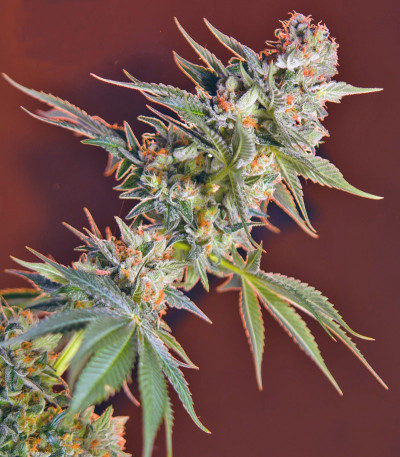 San Fernando Lemon Kush fem (Sweet Seeds) семена конопли