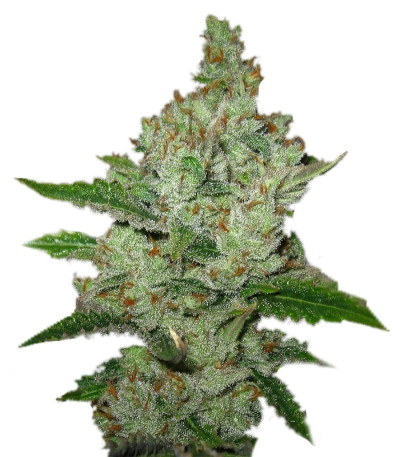 Super Lemon Haze fem (Green House Seeds) семена конопли