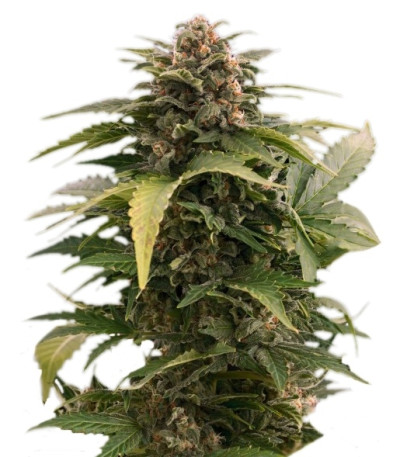 Taiga fem семена конопли