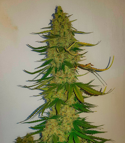 Totally Alpha OG Auto fem (AlphaFem Seeds) семена конопли