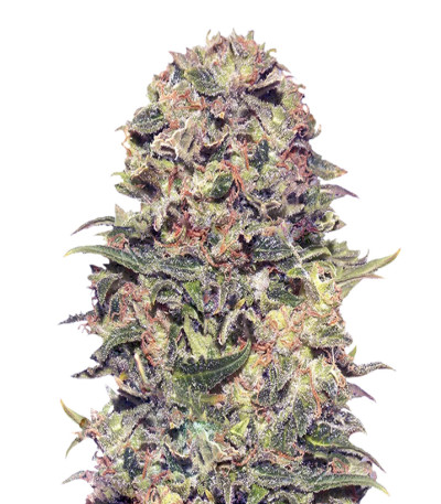 Vision Kush Auto Fem (Vision Seeds) семена конопли