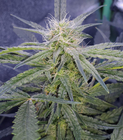 Wedding Cake Auto fem (Barney's Farm) семена конопли