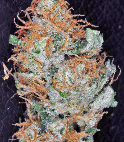 King’s Kush fem семена конопли