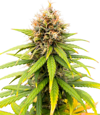 Lemon Drizzle fem (Barney's Farm) семена конопли