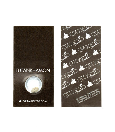 Tutankhamon fem (Pyramid Seeds) семена конопли
