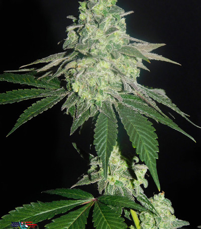 Canadian Kush 2.0 fem семена конопли