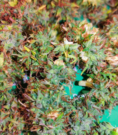 HulkBerry Automatic fem (RQS) семена конопли