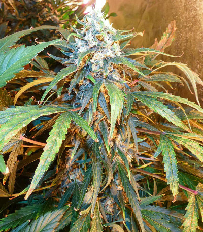 Ak Skunk fem (Kalashnikov Seeds) семена конопли