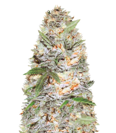 Auto Jack Hammer fem (Victory Seeds) семена конопли