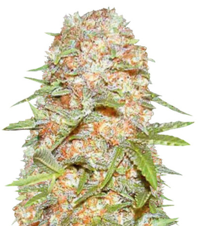 Auto Super Extra Skunk fem (Victory Seeds) семена конопли