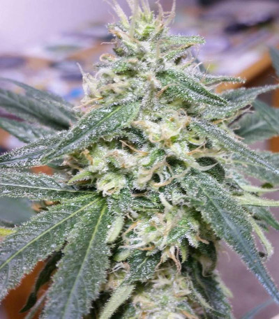 Bona Dea CBD+ fem (Vision Seeds) семена конопли