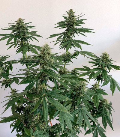 Bubba Slush fem (Green House Seeds) семена конопли