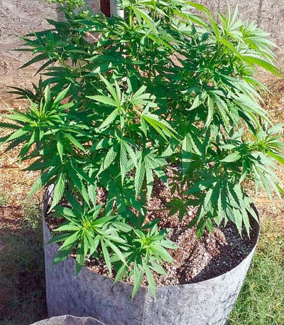 Bubblelicious reg (Nirvana Seeds) семена конопли