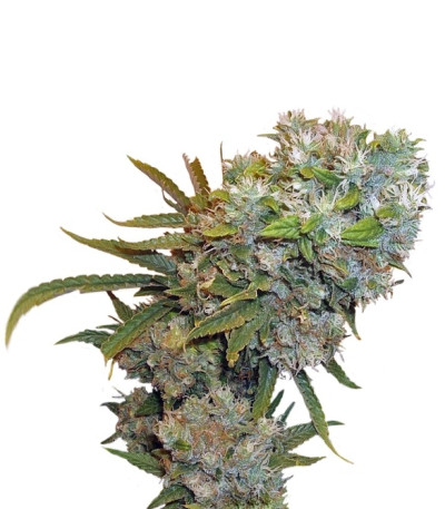 Cream 47 fem (Sweet Seeds) семена конопли