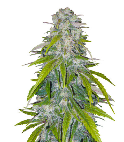 Critical XXL fem (Herbies Seeds) семена конопли