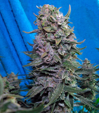 Delahaze fem (Paradise Seeds) семена конопли