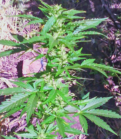 Doctor’s Choice #1 Auto fem семена конопли