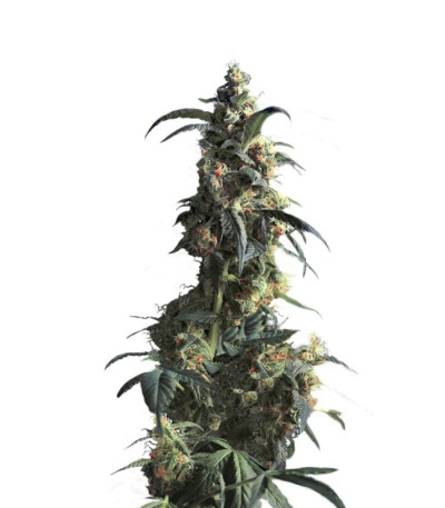 Domina Haze fem семена конопли