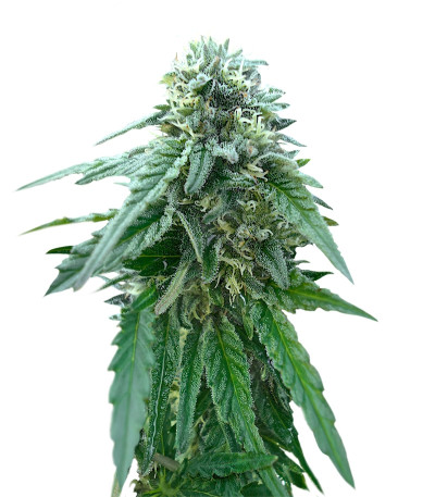 Early Skunk reg (Sensi Seeds) семена конопли