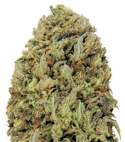 Fast & Vast Auto fem семена конопли