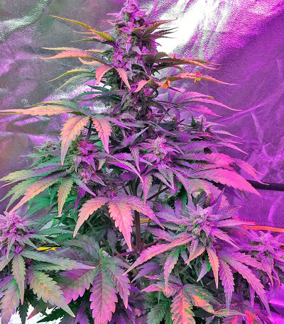 Haze XXL Autoflowering fem семена конопли