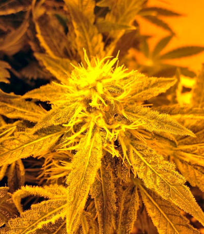 Kalashnikova fem семена конопли