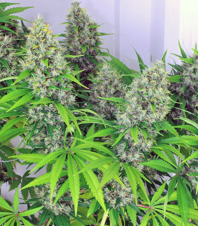 Kali Мist fem (Serious Seeds) семена конопли