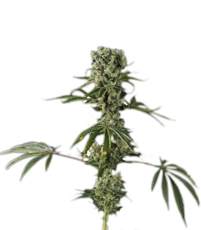 Moby Dick #2 fem (Dinafem Seeds) семена конопли
