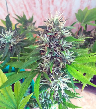 Семена конопли Morning Glory