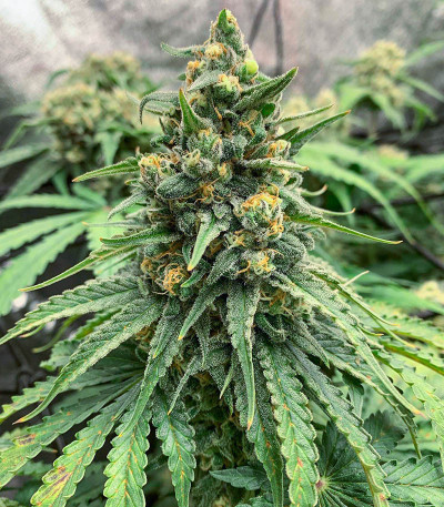 Moscow Blueberry Auto (Kalashnikov Seeds) семена конопли