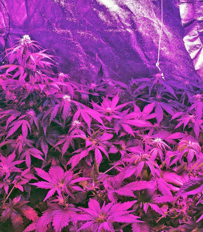 Northern Lights fem (Nirvana Seeds) семена конопли