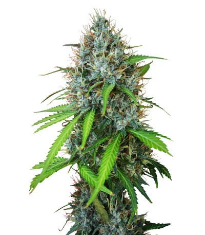 Papaya Zoap Auto fem (Sweet Seeds) семена конопли