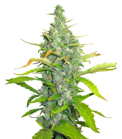 Skunk + (Power Skunk) fem семена конопли