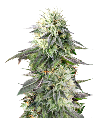 Remo Chemo fem (Dinafem Seeds) семена конопли