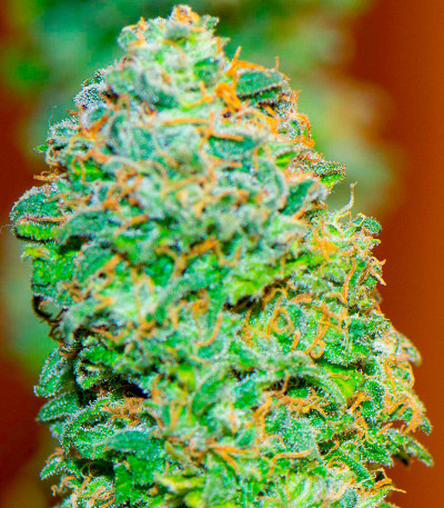 Семена конопли сорта White Widow