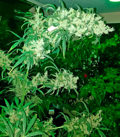 Wild Thailand fem (World of Seeds) семена конопли