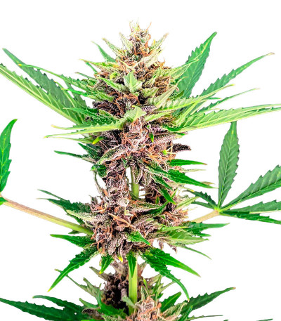 Amnesia Zkittlez Auto fem (FastBuds) семена конопли