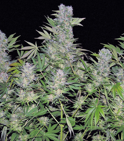 Double Dutch reg (Serious Seeds) семена конопли