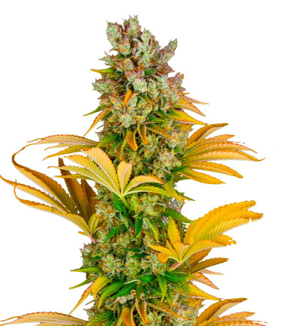 GMO fem (Barney's Farm) семена конопли