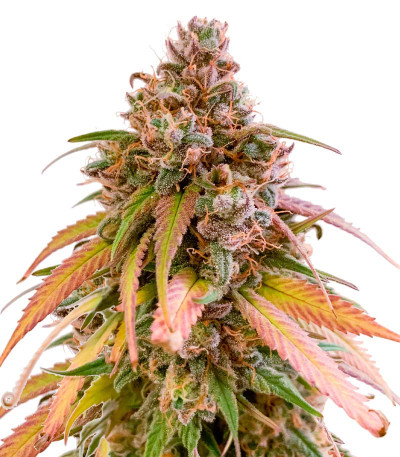 Nori Cake fem (Green House Seeds) семена конопли