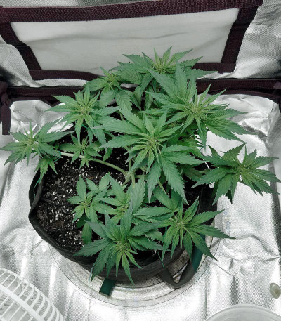 Blueberry Kush Automatic fem (Nirvana Seeds) семена конопли
