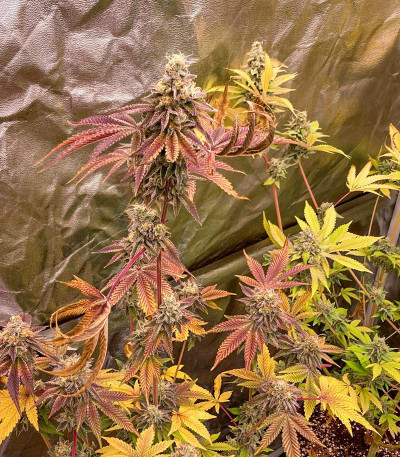 Animorph Mints fem (Compound Genetics) семена конопли