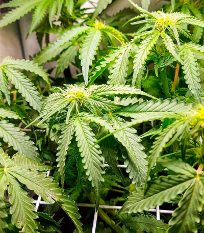 Auto Fire DOG fem (Advanced Seeds) семена конопли