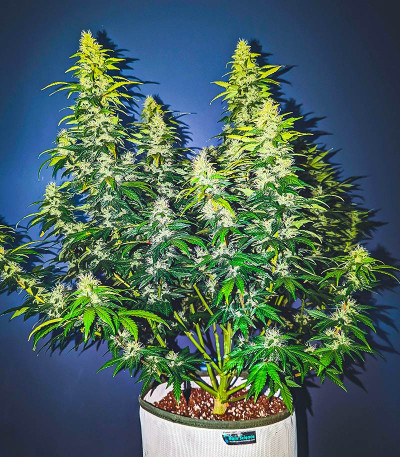 Auto Sweet Bourbon Kush fem (Dutch Passion) семена конопли